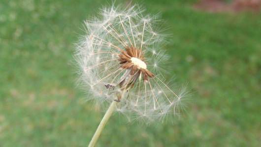 Dandelion and grass allergies