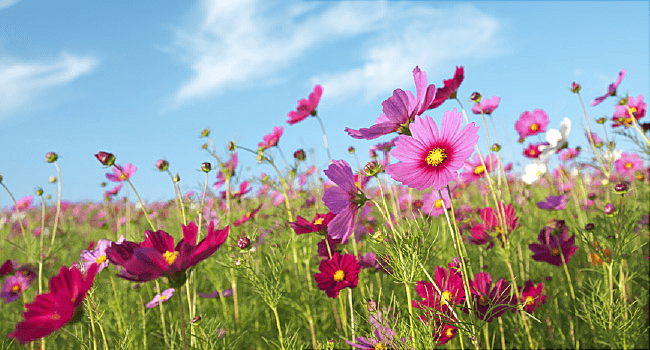 cosmos flowers allergies