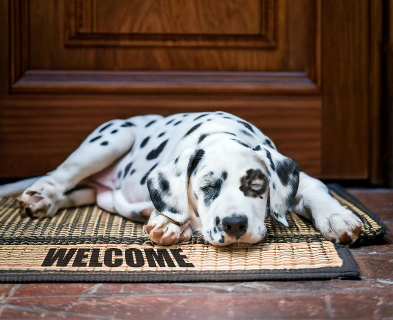 spot laundromat welcome email